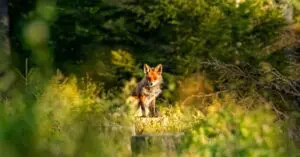 Analiza datelor despre fauna mai usoara cu machine learning