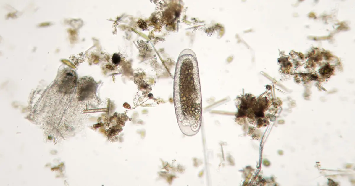 Noi progrese in analiza datelor unicelulare cu metoda mcRigor